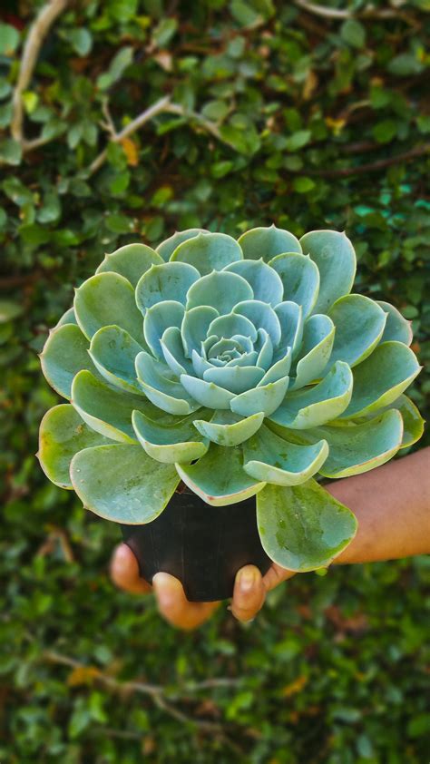 戶外植物|全日照植物種植指南：打造耀眼光亮的戶外花園 